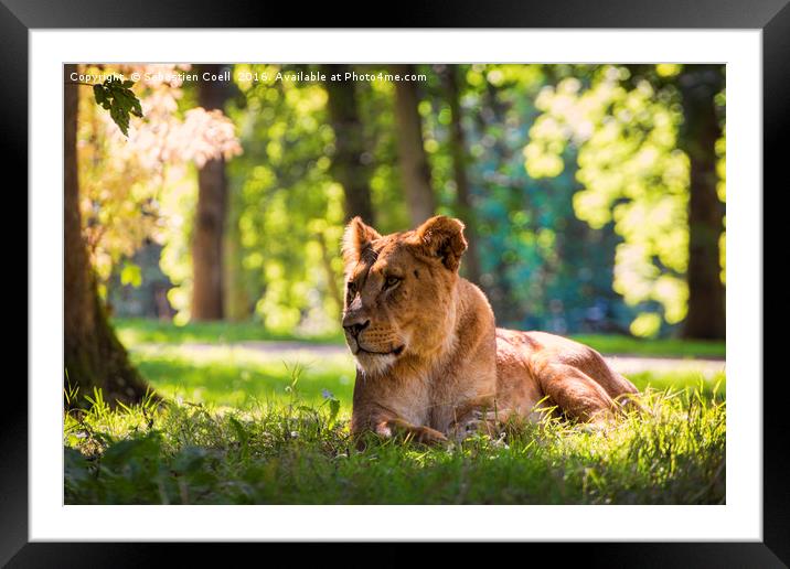 Lioness sits in the forest Framed Mounted Print by Sebastien Coell
