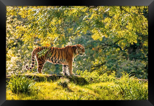 The hunter in the woods Framed Print by Sebastien Coell