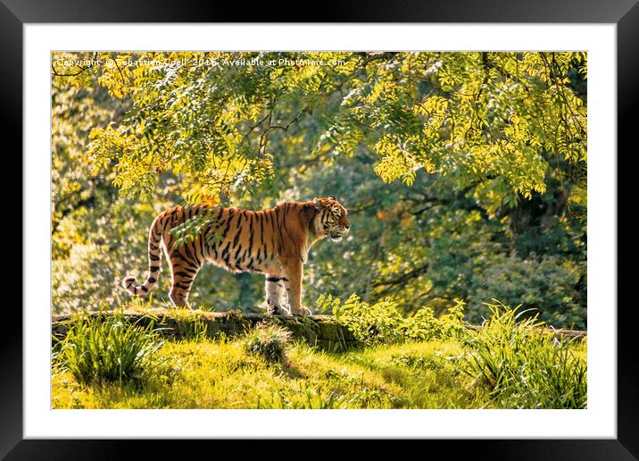 The hunter in the woods Framed Mounted Print by Sebastien Coell