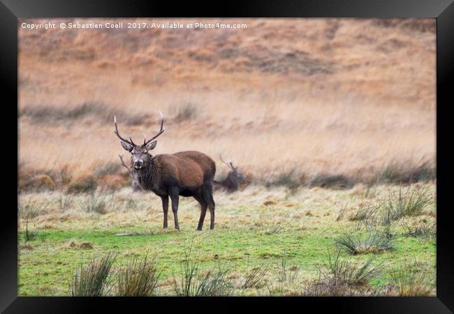 Stag etive Framed Print by Sebastien Coell