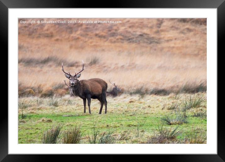 Stag etive Framed Mounted Print by Sebastien Coell
