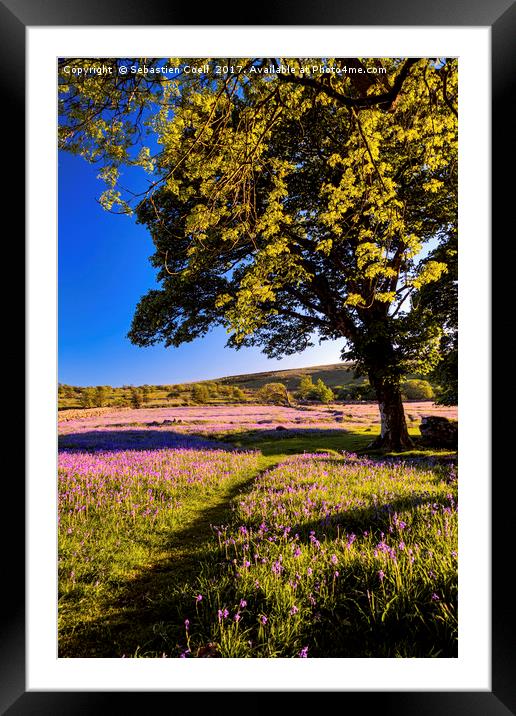 Emsworthy common on Dartmoor during golden hour Framed Mounted Print by Sebastien Coell