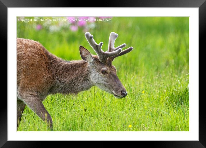 A young stag at Loch Etive on the Scottish Highlan Framed Mounted Print by Sebastien Coell