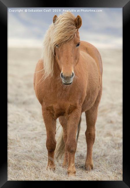 Icelandic Horse Framed Print by Sebastien Coell