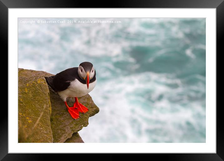Iceland Puffin Framed Mounted Print by Sebastien Coell