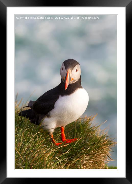 Iceland Puffin Framed Mounted Print by Sebastien Coell
