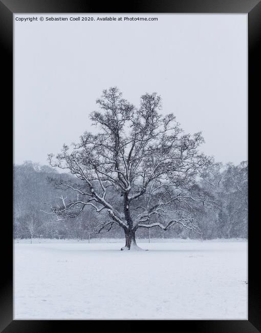 Snowy Tree at Bakers Park Framed Print by Sebastien Coell
