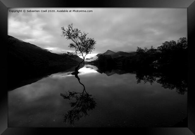 Llyn Padarn Lone Tree Framed Print by Sebastien Coell