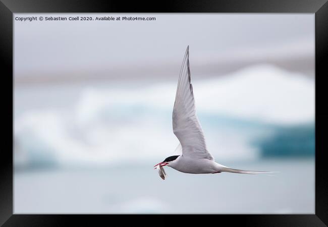Arctic tern  Framed Print by Sebastien Coell