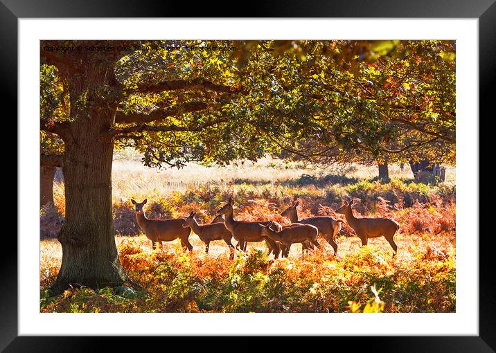 Richmond Deer Framed Mounted Print by Sebastien Coell