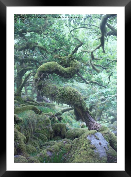 Wistmans Wood Dartmoor. Framed Mounted Print by Sebastien Coell