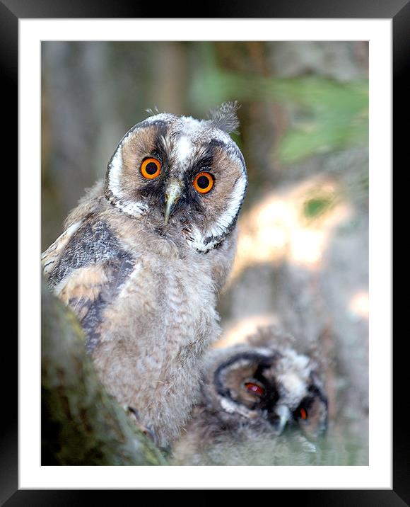 Asio otus babies Framed Mounted Print by Marja Konimäki