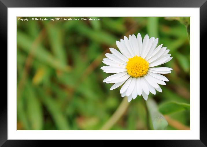  Spring Daisy Framed Mounted Print by Becky shorting