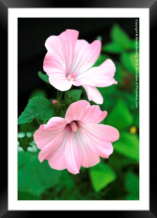  Pink flowers Framed Mounted Print by Becky shorting