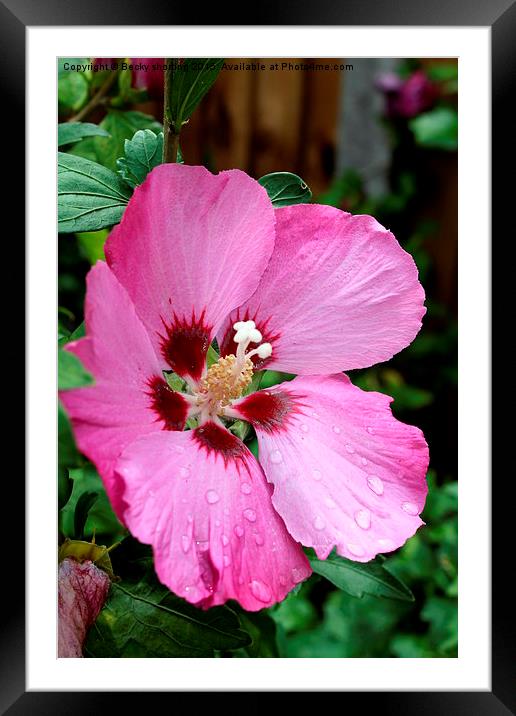 pink flower  Framed Mounted Print by Becky shorting