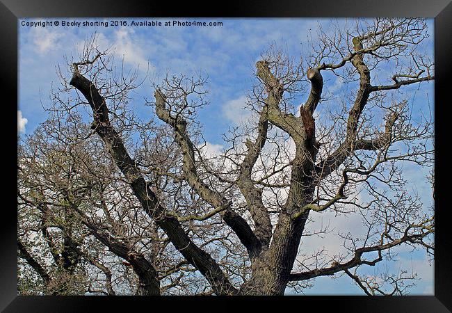  Springwood Tree Framed Print by Becky shorting