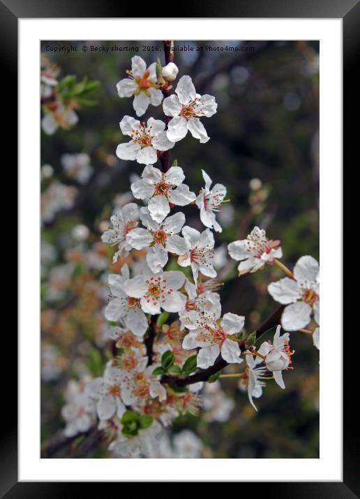 blossom Framed Mounted Print by Becky shorting