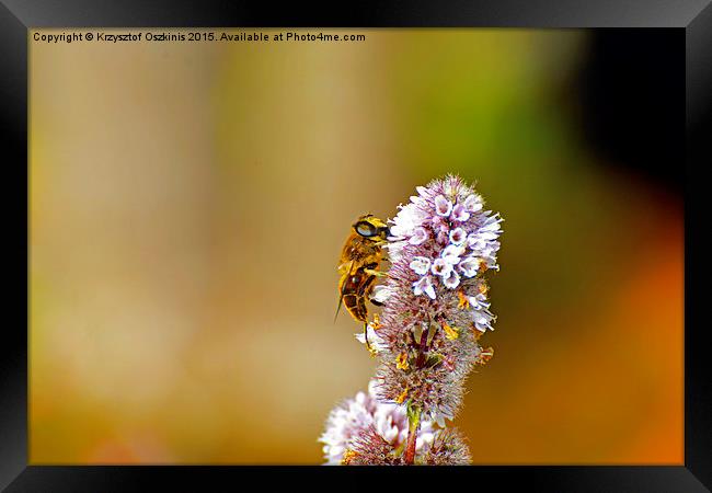  Bee or not to be :) Framed Print by Krzysztof Oszkinis