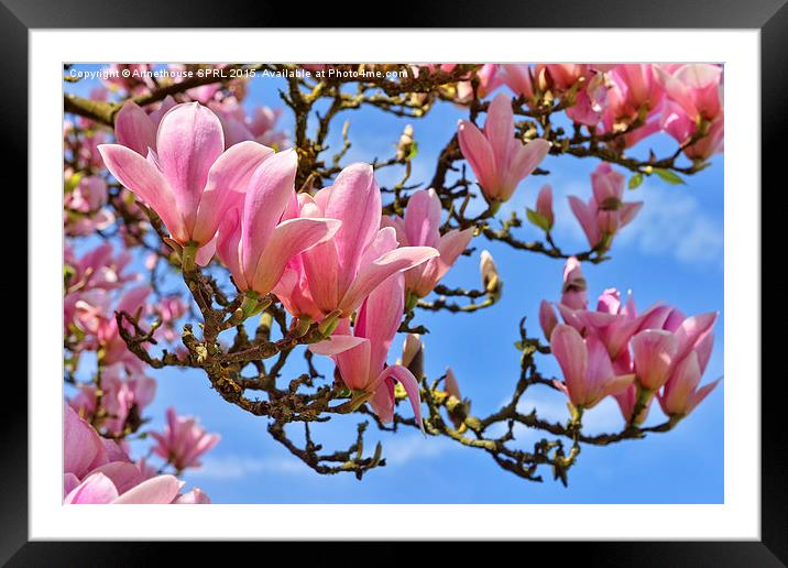  Flowers of magnolia on blue sky Framed Mounted Print by Artnethouse SPRL