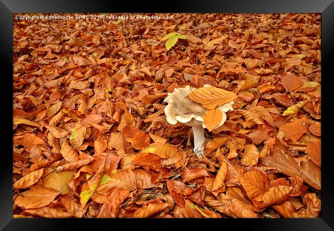  Mushroom and fallen leaves Framed Print by Artnethouse SPRL