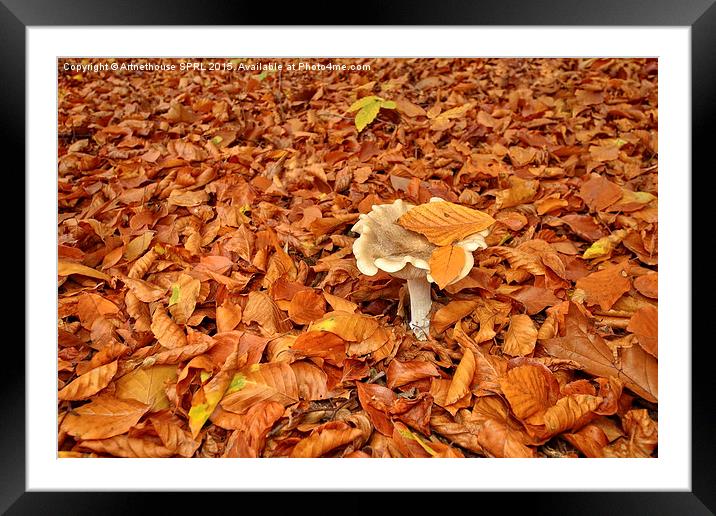  Mushroom and fallen leaves Framed Mounted Print by Artnethouse SPRL