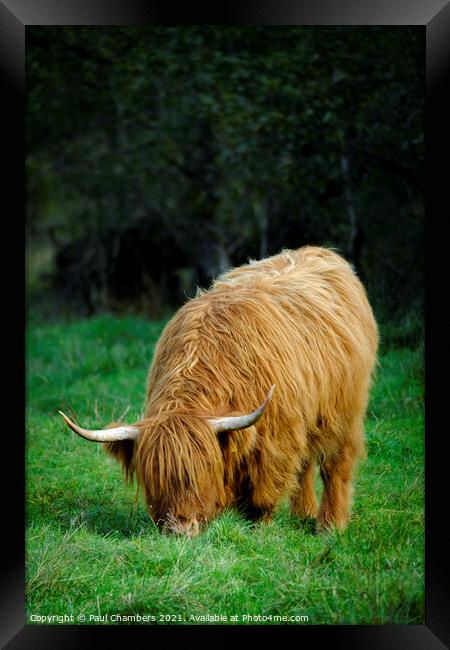 Highland Cow Framed Print by Paul Chambers