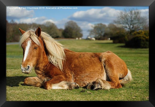  Resting Pony Framed Print by Paul Chambers