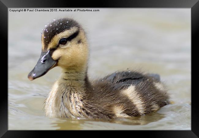  Duckling Framed Print by Paul Chambers