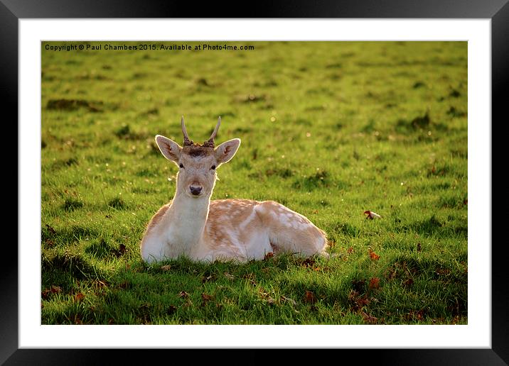  Fallow Deer Framed Mounted Print by Paul Chambers