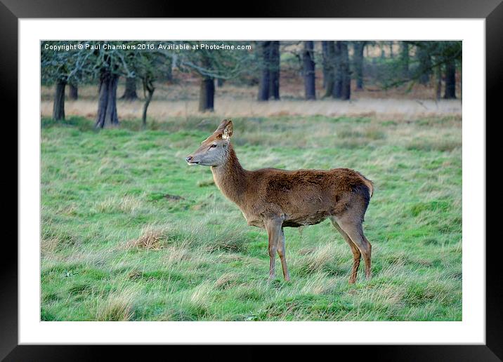  Red Deer Framed Mounted Print by Paul Chambers