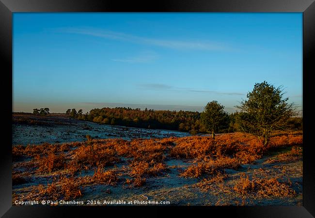 New Forest A beautiful start to the day fabulous g Framed Print by Paul Chambers