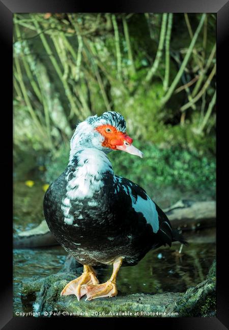 Muscovy Duck (cairina moschata) male in the New Fo Framed Print by Paul Chambers