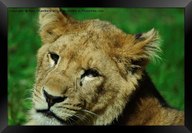 Lion Cub Framed Print by Paul Chambers