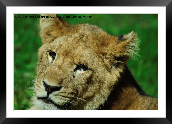 Lion Cub Framed Mounted Print by Paul Chambers
