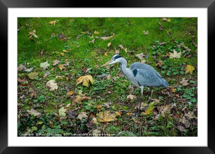 Grey Heron Framed Mounted Print by Paul Chambers