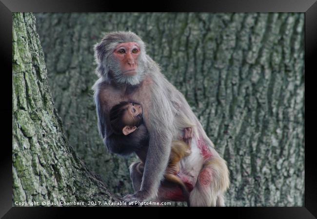 Mother & Baby Framed Print by Paul Chambers