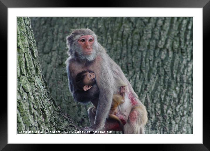 Mother & Baby Framed Mounted Print by Paul Chambers