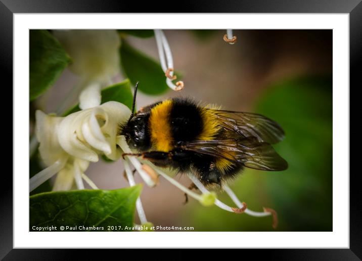 Honey Bee Framed Mounted Print by Paul Chambers