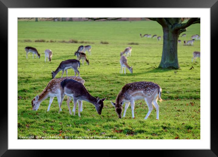 Deer Framed Mounted Print by Paul Chambers