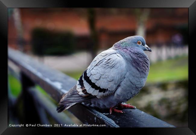 Pigeon Framed Print by Paul Chambers