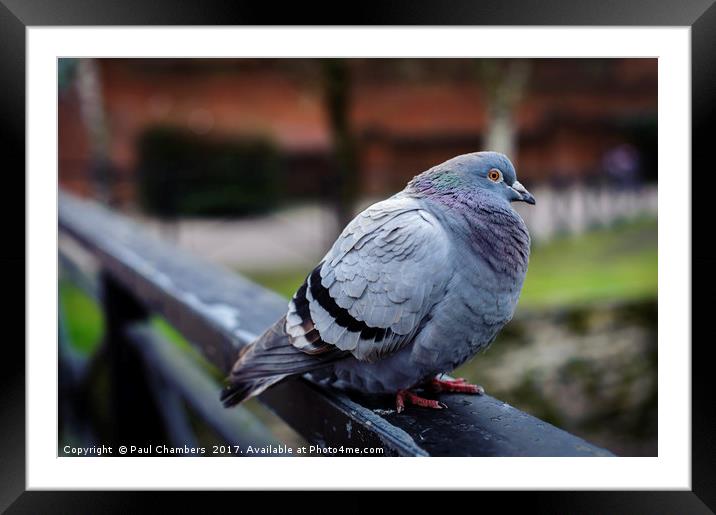Pigeon Framed Mounted Print by Paul Chambers