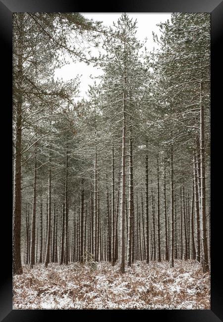 Winter In the New Forest Framed Print by Paul Chambers