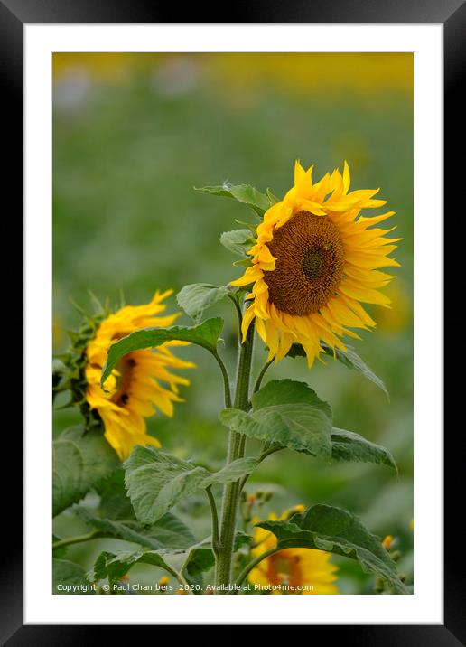 Sunflower Framed Mounted Print by Paul Chambers
