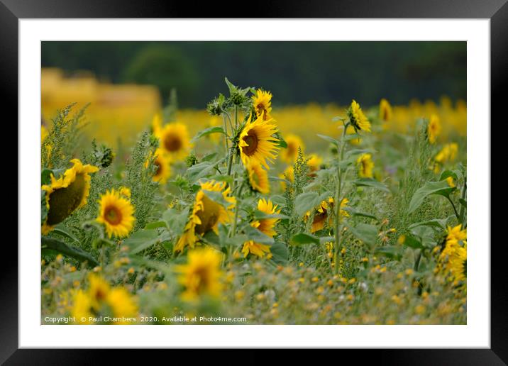 Sunflower Framed Mounted Print by Paul Chambers