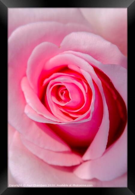 Pink Rose Framed Print by Paul Chambers