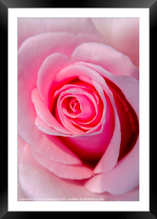 Pink Rose Framed Mounted Print by Paul Chambers