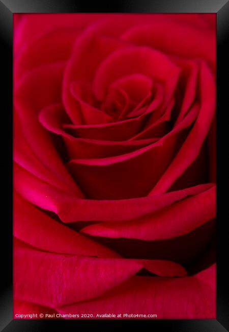 Red Rose Framed Print by Paul Chambers