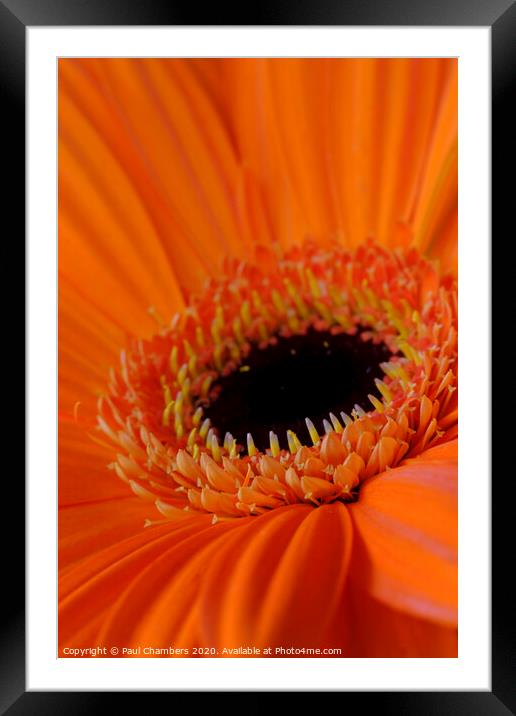 Barberton Daisy Framed Mounted Print by Paul Chambers