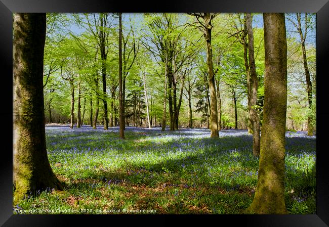 Bluebells Framed Print by Paul Chambers