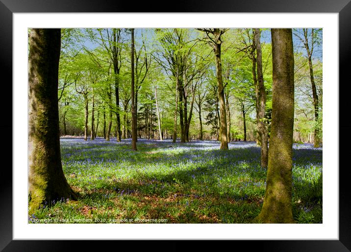 Bluebells Framed Mounted Print by Paul Chambers